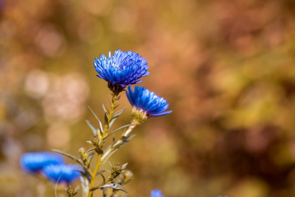 Detailaufnahme einer Kornblume zur Darstellung einer offenen Blende in der Fotografie Technik